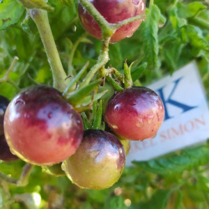 Tomate Indigo Blueberry semená - kúpiť online