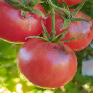 Tomate Indigo Rose frön - köp online