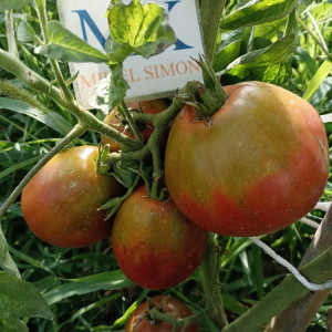 Tomate Grucha Black seeds - buy online
