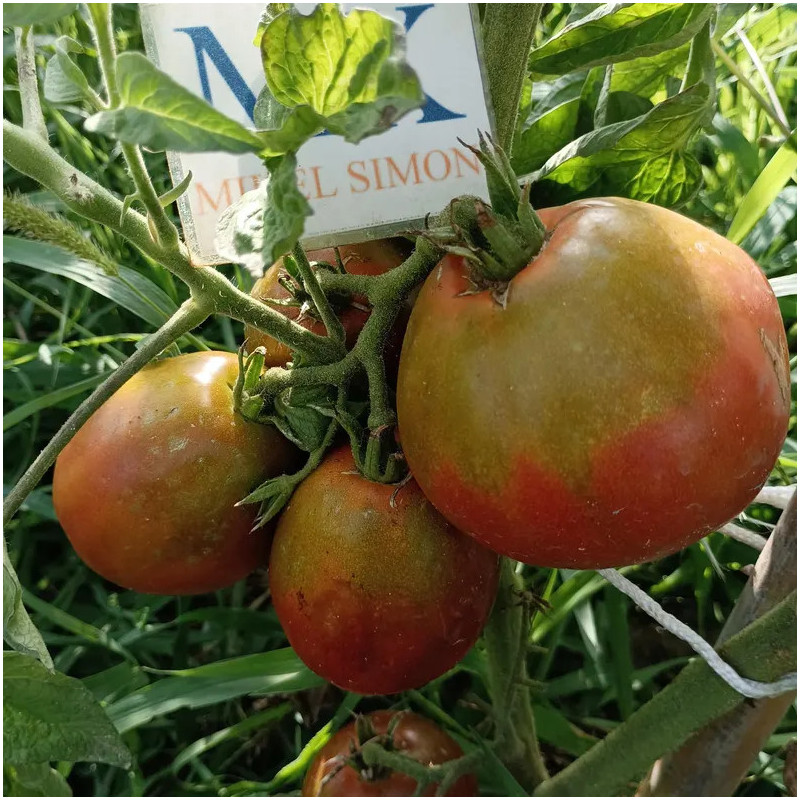 Tomate Grucha Black seeds - buy online