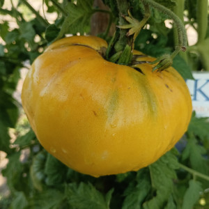 Tomate Lemon Oxheart seeds - buy online