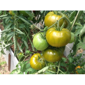 Tomate Boloto frø - kjøp på nett