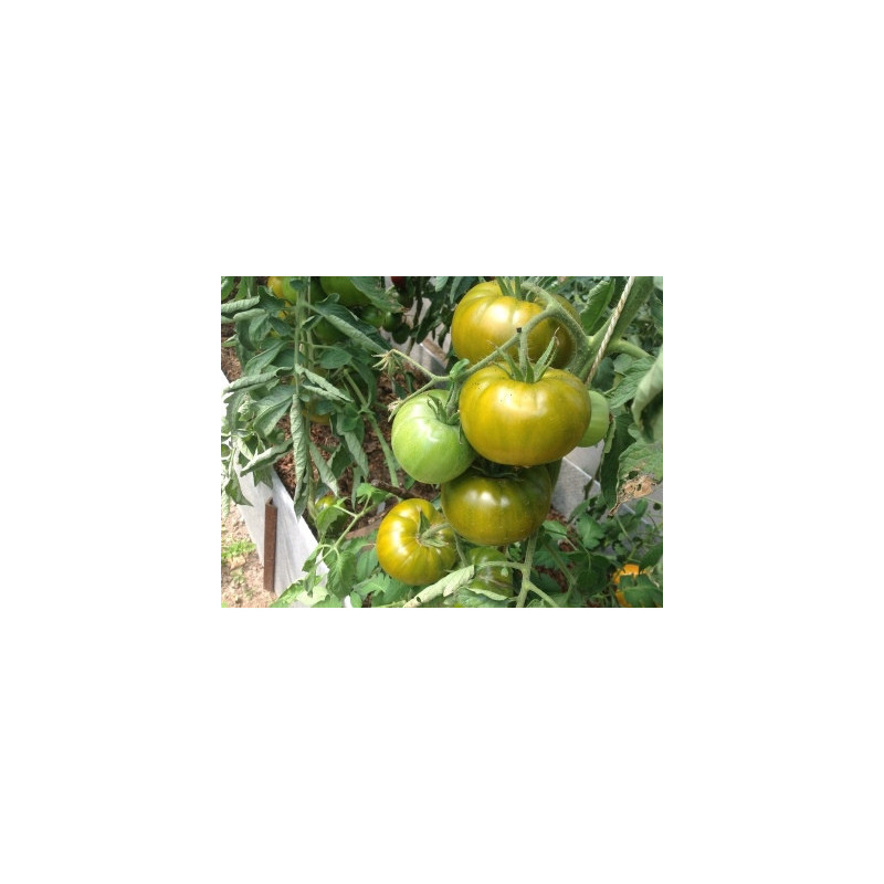 Tomate Boloto sėklos - pirkti internetu