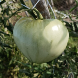Tomate White Wonder seme - kupite online