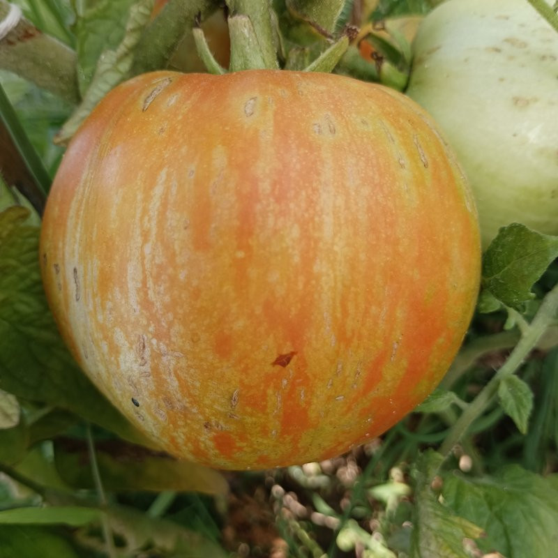 Tomate Furry Red Boar seeds - buy online