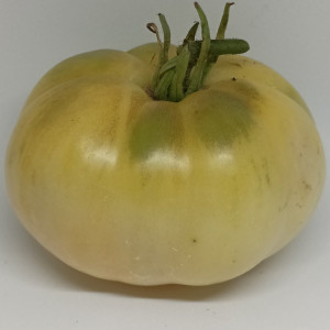 Tomate White Beauty o Belleza Blanca semințe - cumpără online
