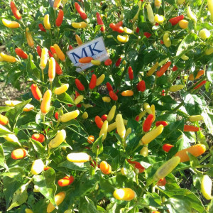Acheter graines Chile Tabasco, organico
