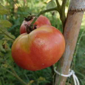 Tomate Brandy Wine vetőmag - vásárlás online