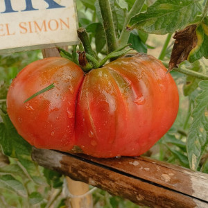 Tomate Chernomor (Mar Negro) semi - acquista online
