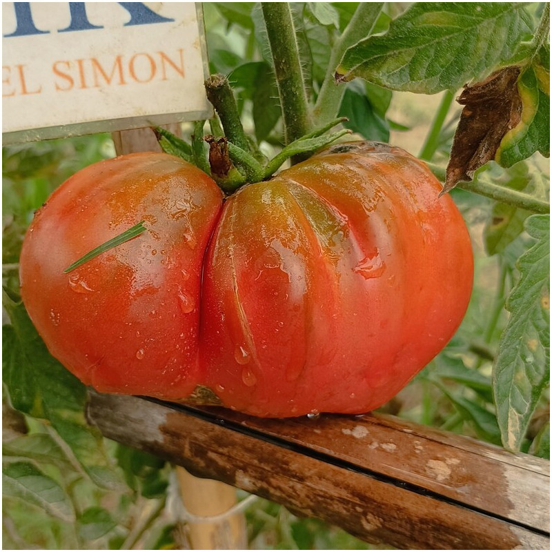 Tomate Chernomor (Mar Negro) sementes - comprar online