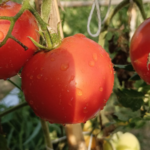 Acheter graines Tomate Phantasia