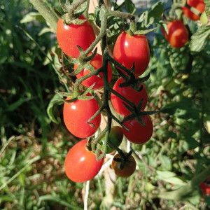 Tomate Datil semințe - cumpără online