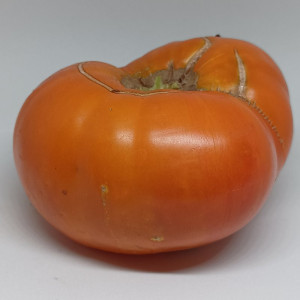 Tomate Gold of Courland sėklos - pirkti internetu