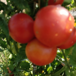 Tomate Harzer Kind sėklos - pirkti internetu