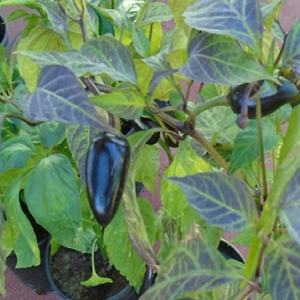 Jalapeño Purple, 10, σπόροι σπόροι - αγορά online