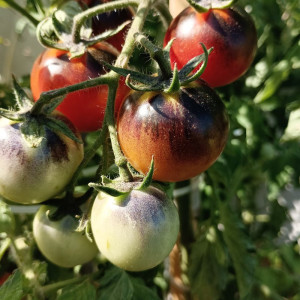 Tomate Blue Select Samen kaufen