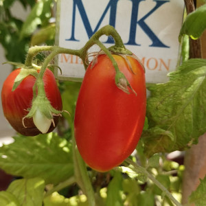 Tomate Wonderful Banane — купить семена