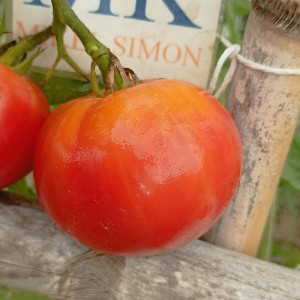 Tomate Kazachka sėklos - pirkti internetu