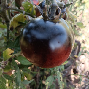 Tomate Blue Berry sėklos - pirkti internetu