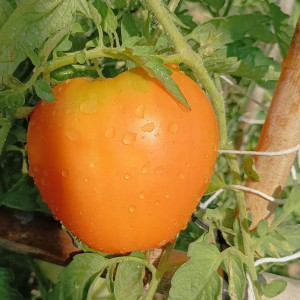 Tomate Russ Goldstier semena - nakup prek spleta