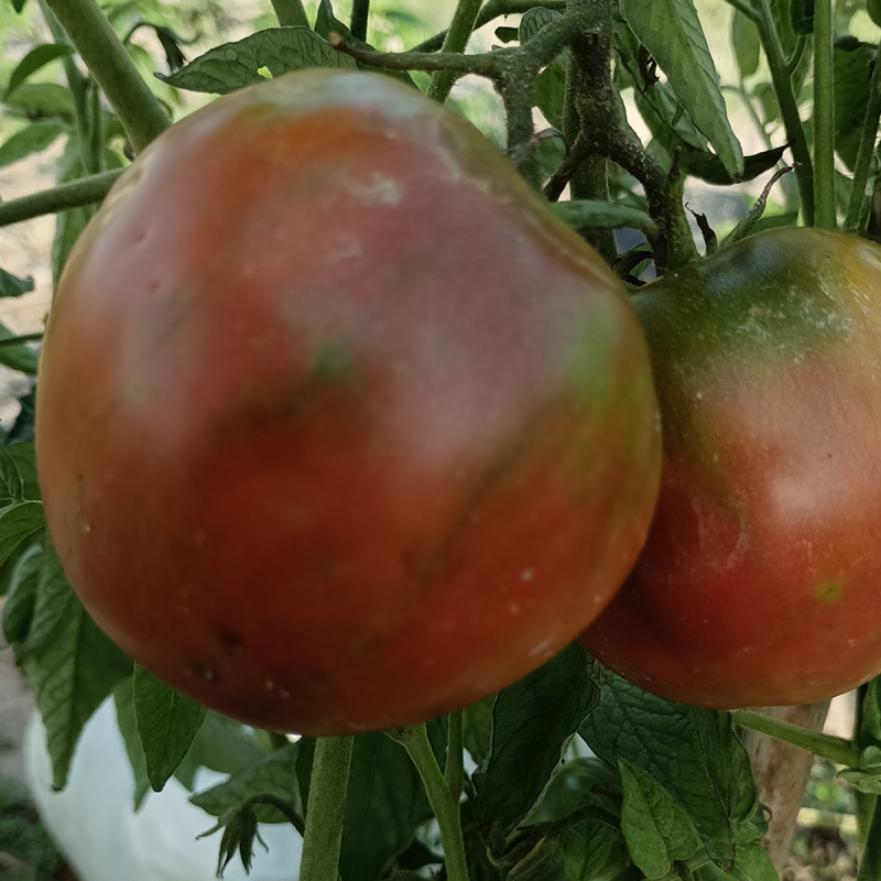 Tomate Slovene Black seeds - buy online