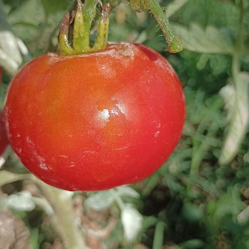 Tomate Polar Explorer frø - køb online