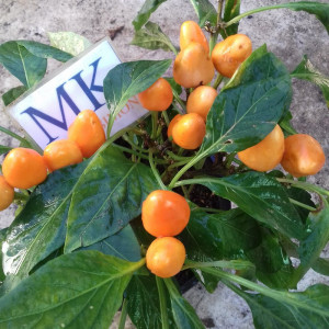 Chile salsa orange nasiona - kup online