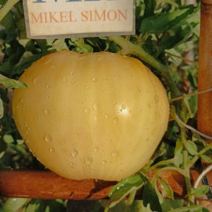 Tomate King of Siberia seeds - buy online