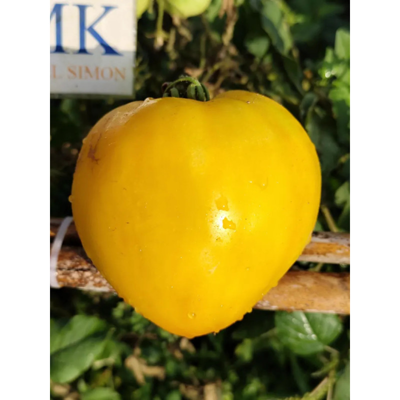 Tomate Weiber Riese siemenet - osta verkosta
