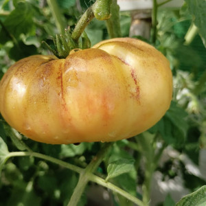 Tomate Great White Purple семена - купи онлайн