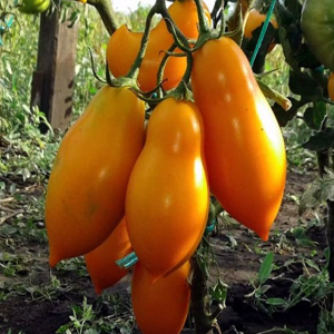 Tomate Zolotaya Ribka, 10 semillas - comprar semillas de tomate