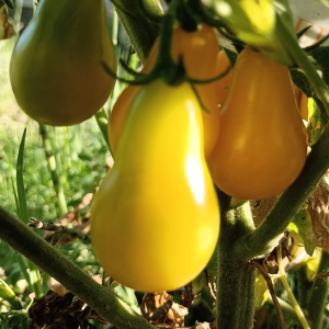 Tomate Yellow Bulb seemned - osta veebist