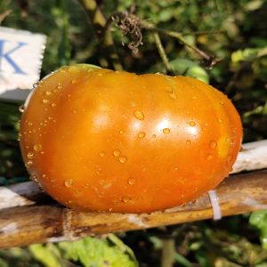 Tomate Coustralle semena - koupit online