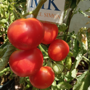 Tomate Bodeglut σπόροι - αγορά online