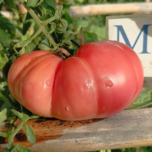 Tomate Rosa semena - nakup prek spleta