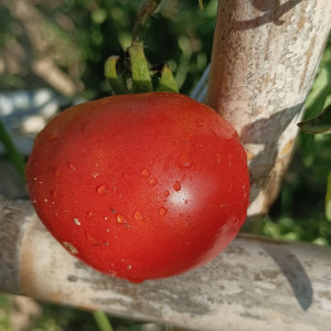 Tomate Amateur semena - nakup prek spleta