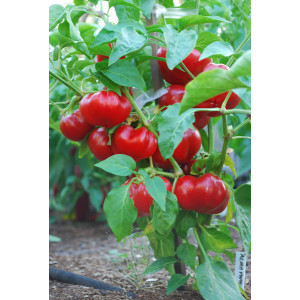 Alma Paprika Húngaro frø - kjøp på nett