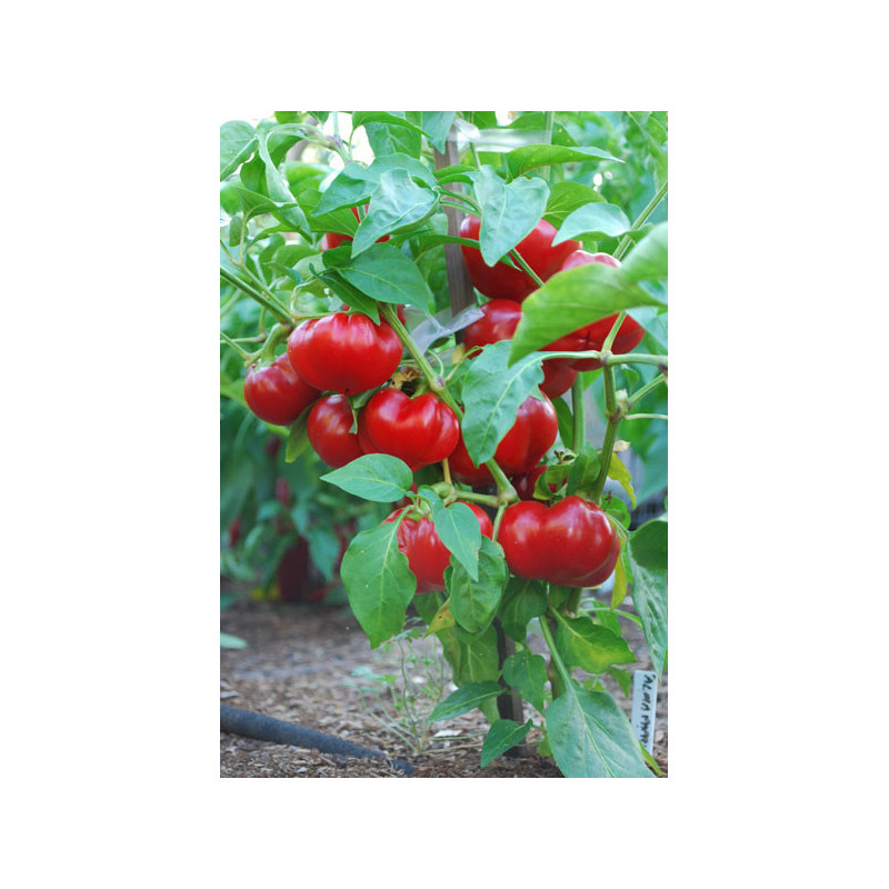 Alma Paprika Húngaro семена - купи онлайн