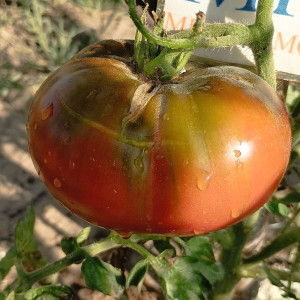 Tomate Lavender Lake vetőmag - vásárlás online