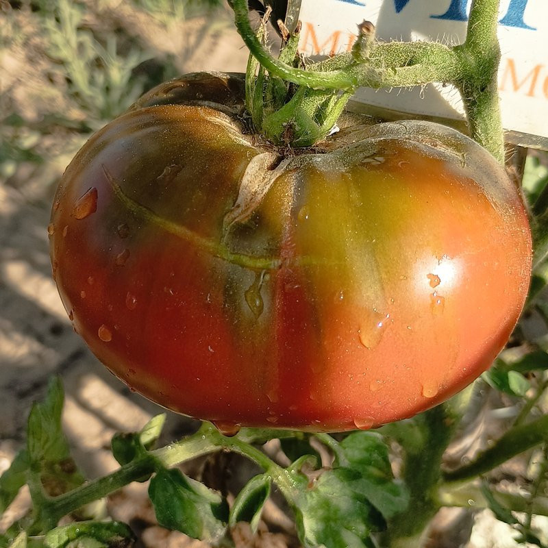 Tomate Lavender Lake Samen kaufen