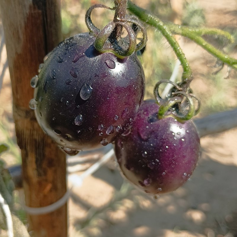 Tomate Blue Manzano zaden kopen