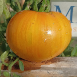 Tomate Big Yellow Zebra frø - køb online