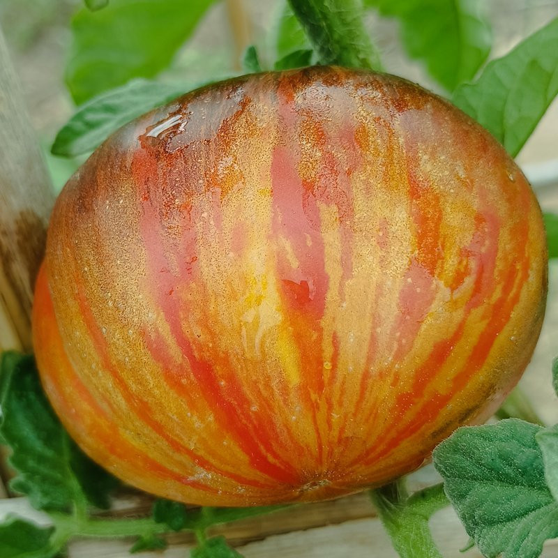 Tomate Bibbis Okanda семена - купи онлайн
