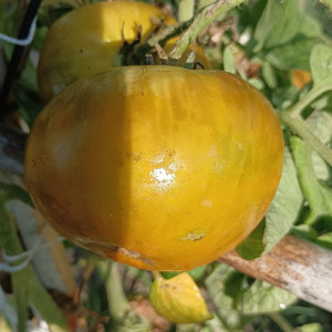 Tomate Cherokee Lime Stripe насіння - купити онлайн