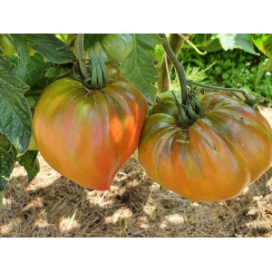 Tomate True Coulors frø - køb online