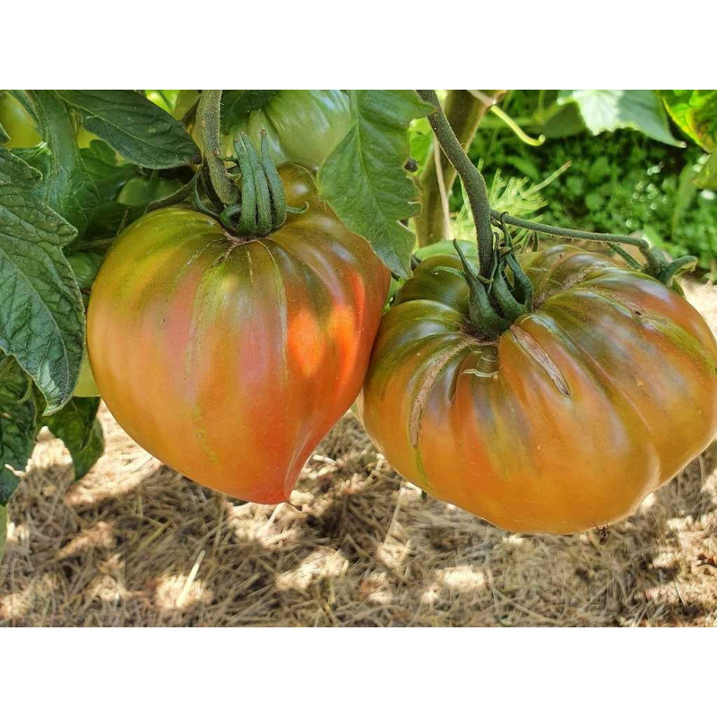 Tomate True Coulors vetőmag - vásárlás online