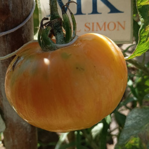 Tomate Beauty Princes Samen kaufen