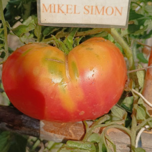 Tomate Northern Light Samen kaufen