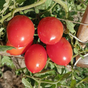 Tomate Príncipe Borghese seemned - osta veebist