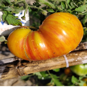 Tomate Suz's Beauty semena - koupit online